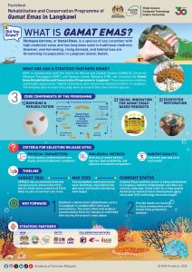 infog - gamat emas (EN)