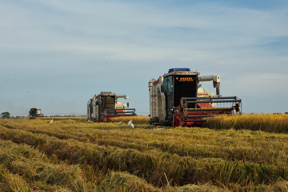 food security, paddy, rice, sekinchan, agriculture, food
